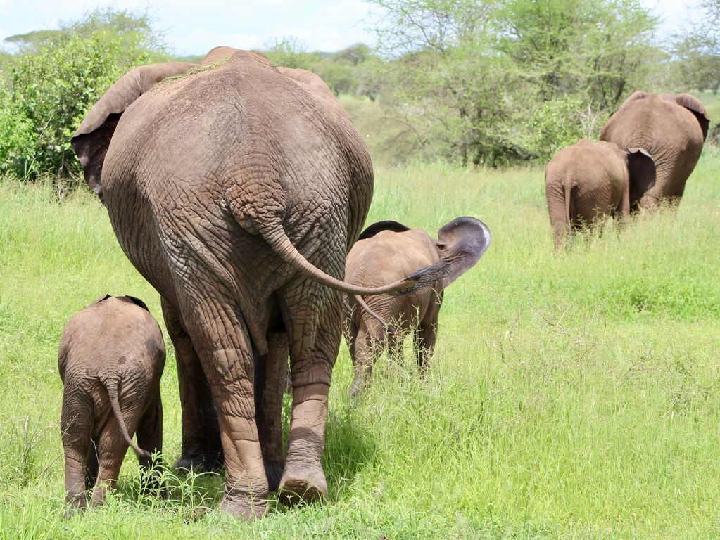 Jonge olifanten met mama olifant
